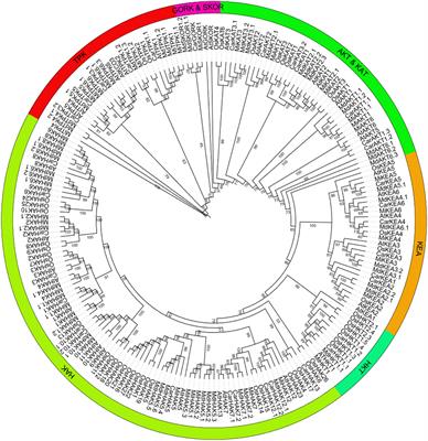Computational analysis and expression profiling of potassium transport-related gene families in mango (Mangifera indica) indicate their role in stress response and fruit development